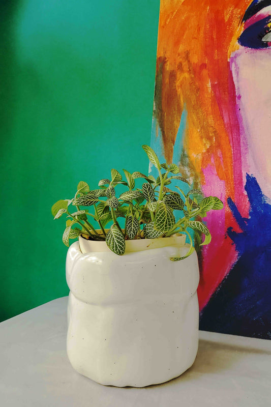 Chamapagne Planter Pot