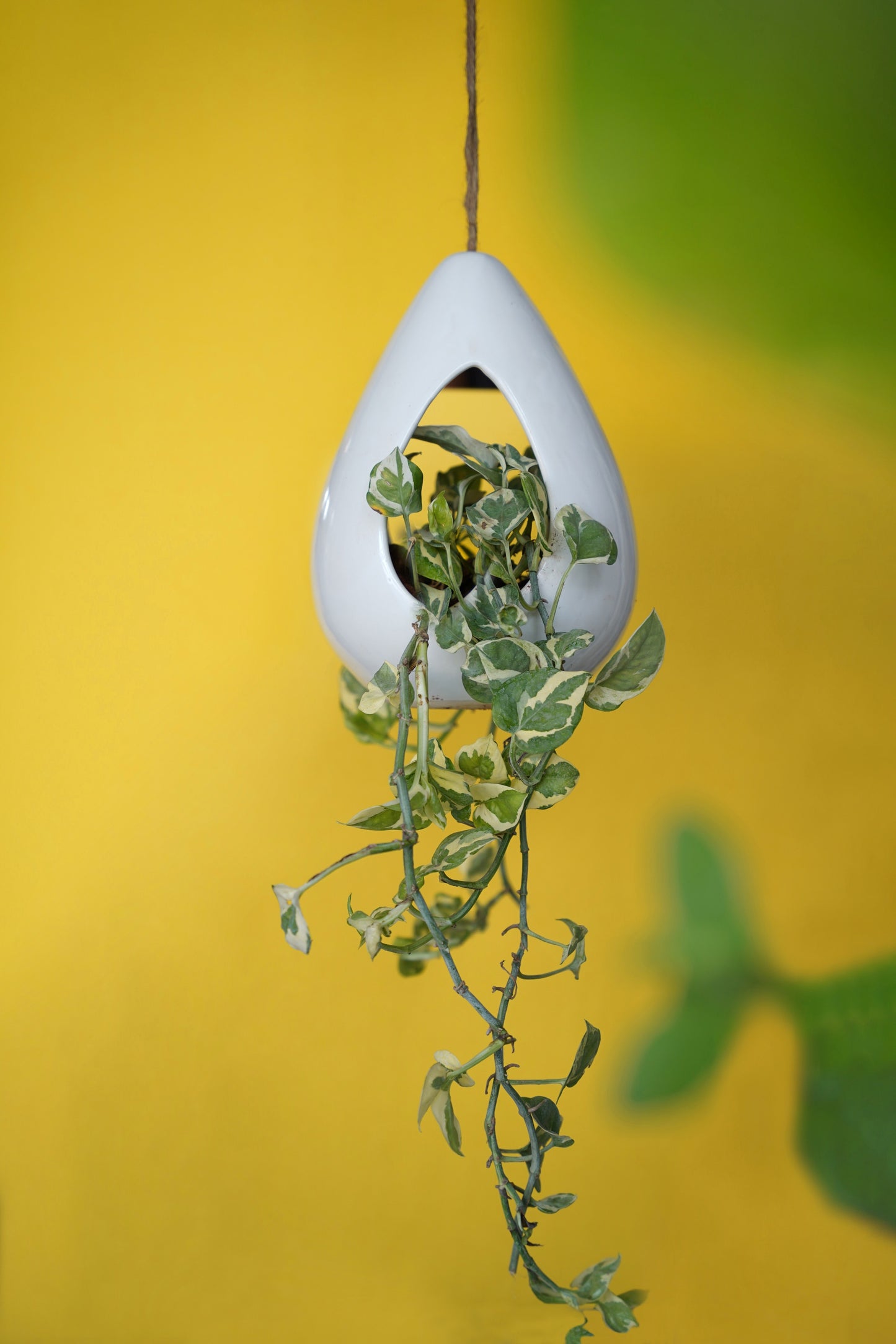 Tentorium Planter