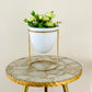 Pistachio Rose (Big) Planter