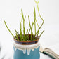 Little Pile Ocean Pot