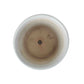 Lilium Planter