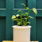 Lilium Planter