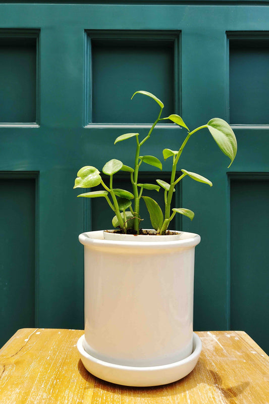 Lilium Planter